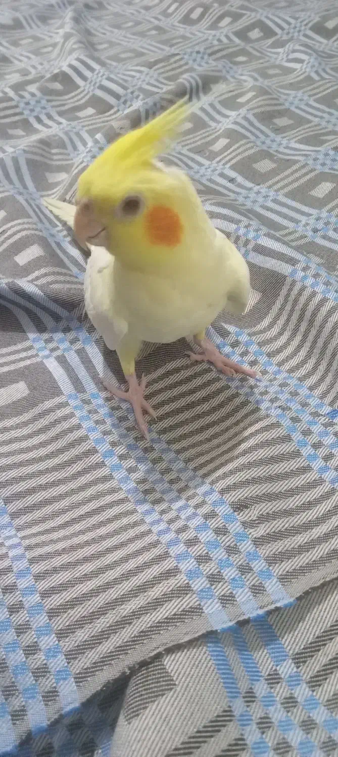 عروس هلندی لوتینو ماده|پرنده|کهریزک, |دیوار