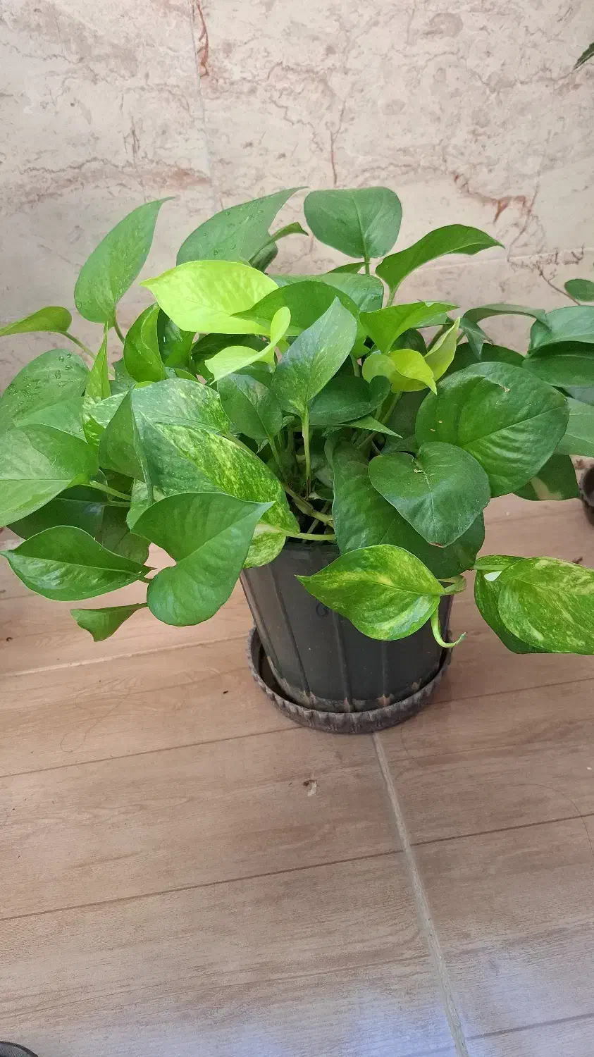 گل زیبای مناسب هدیه و دفتر کار و منزل|گل و گیاه طبیعی|فیروزآباد (فارس), |دیوار