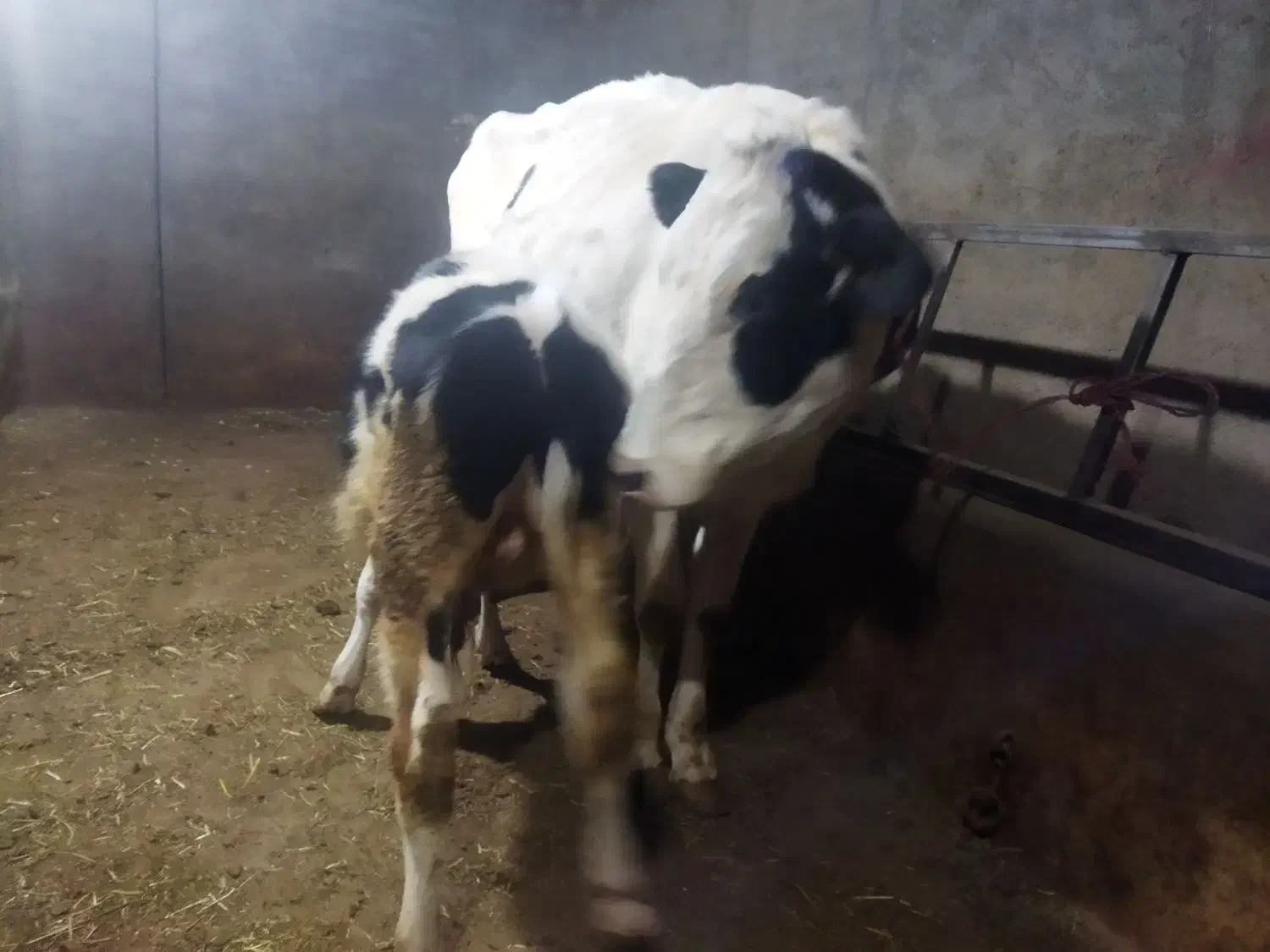 یک راس تلیسه شکم اول|حیوانات مزرعه|تبریز, |دیوار