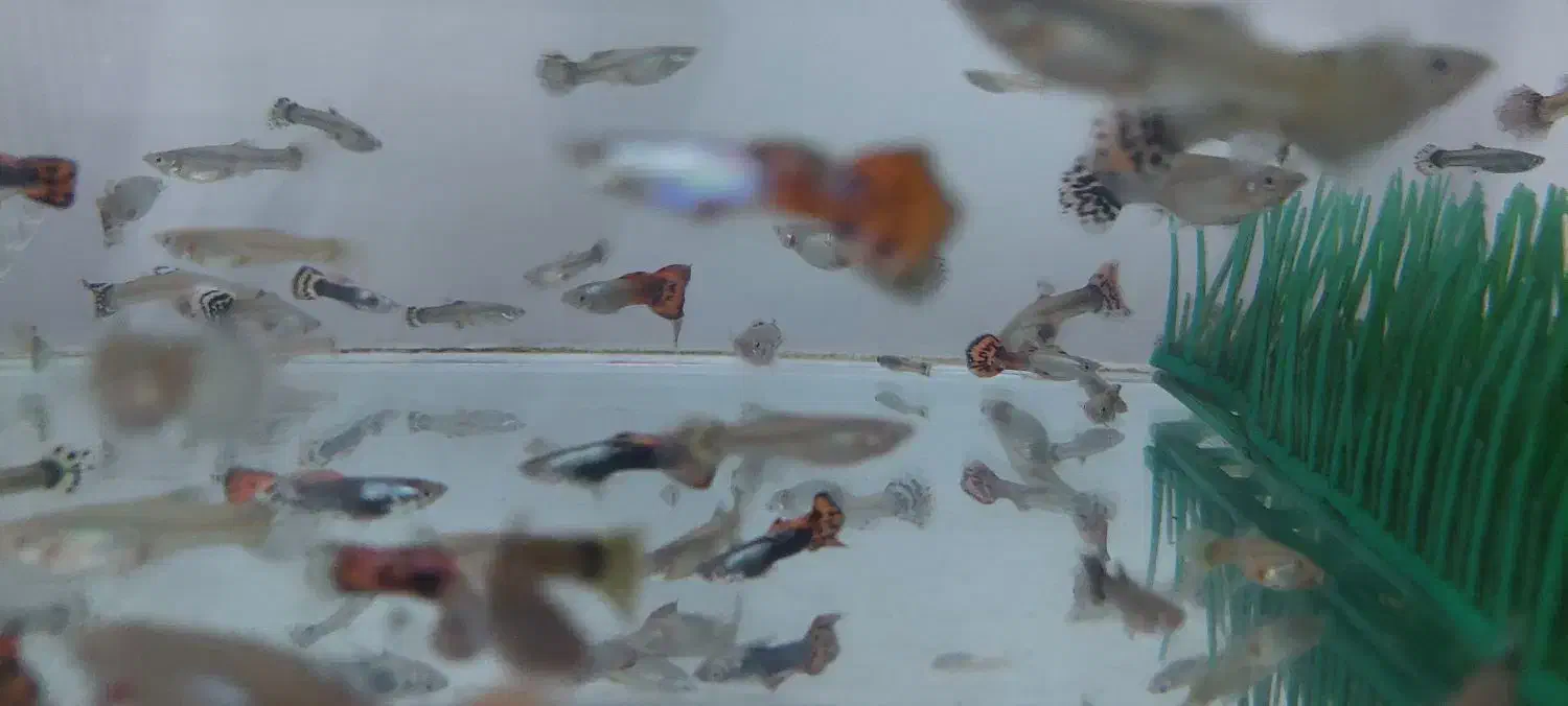 ماهی گوپی حراج شد قیمتی که میخواهید بخرید|ماهی|نیشابور, گنبد سبز|دیوار