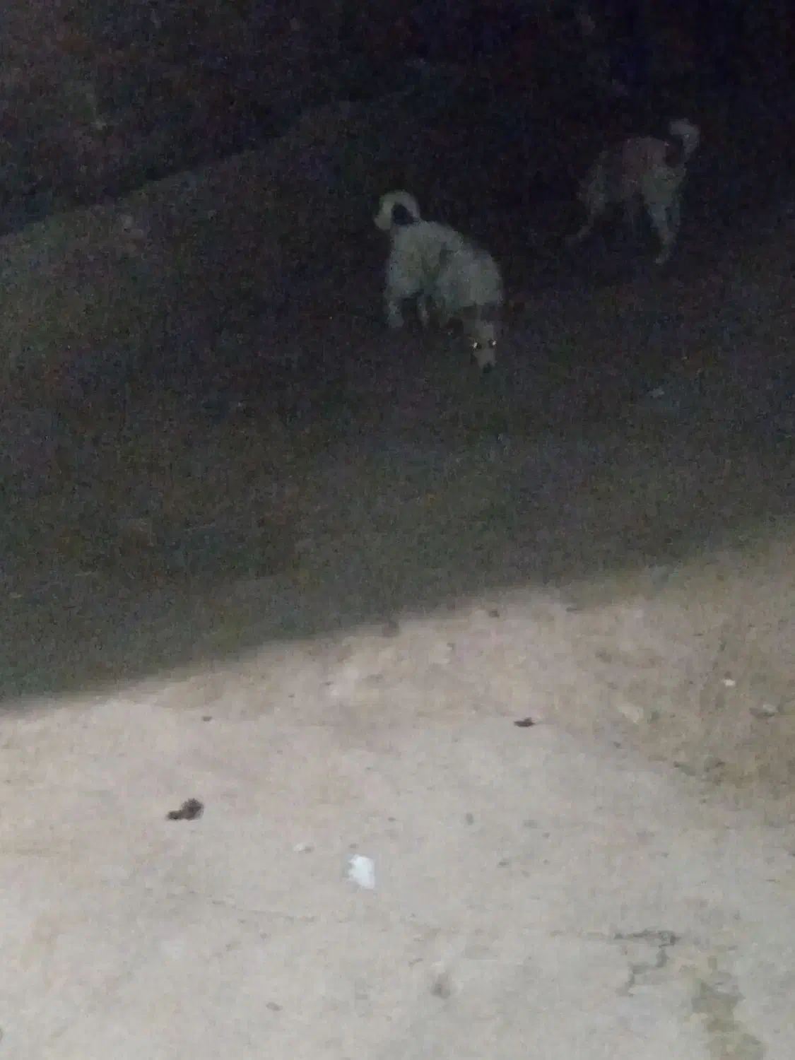 سگ شیتزو|سگ|نهاوند, |دیوار