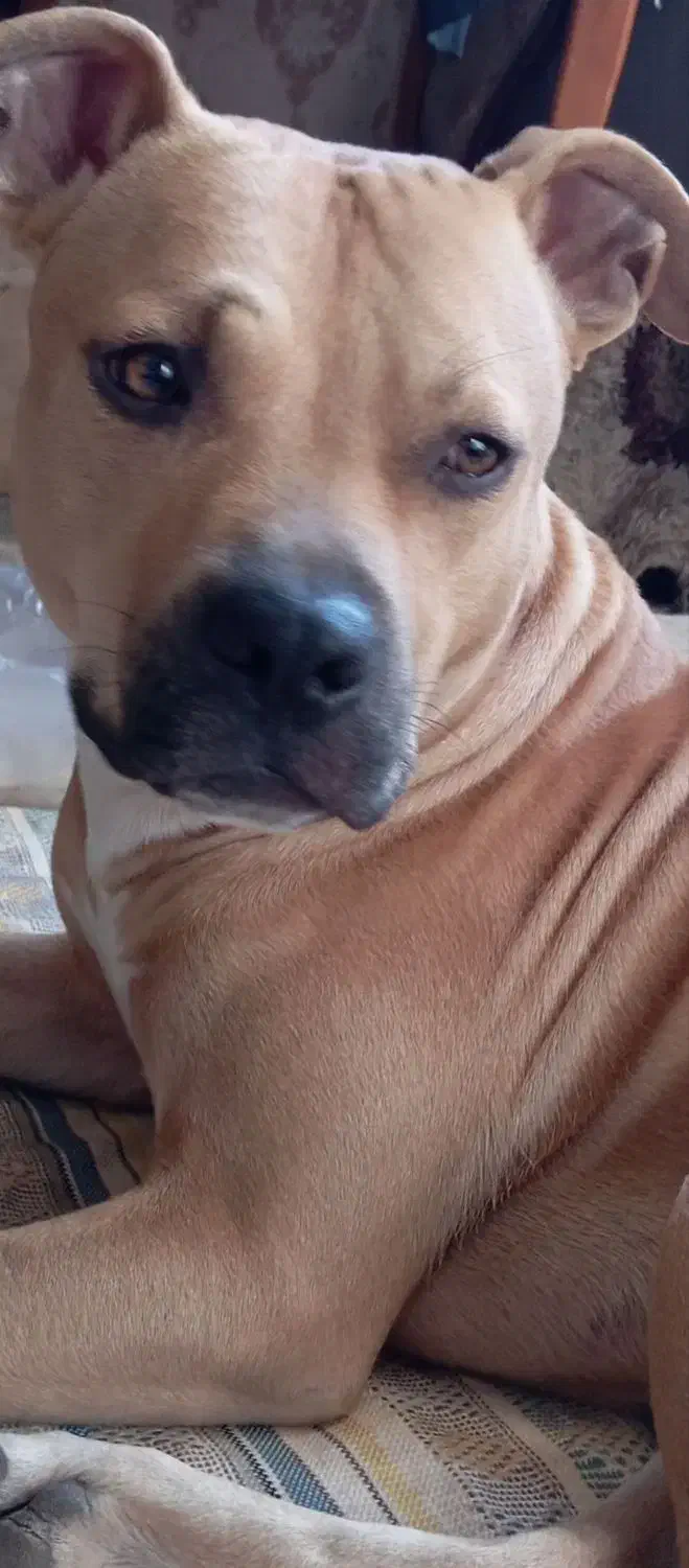 سگ از نژاد پیت بول گم شده|حیوانات|تربتحیدریه, آغوی|دیوار