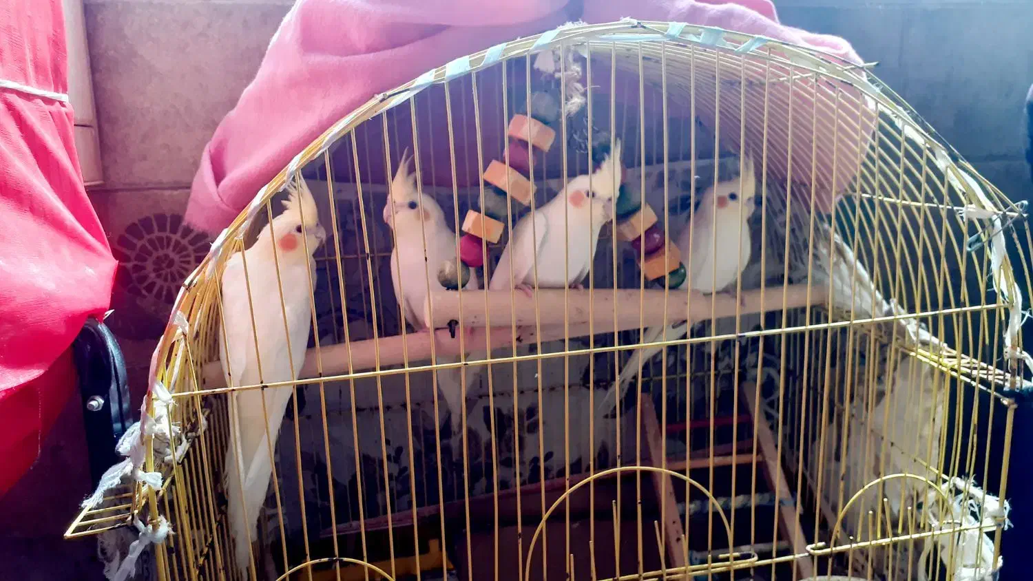 عروس هلندی لوتینو|پرنده|قشم, |دیوار