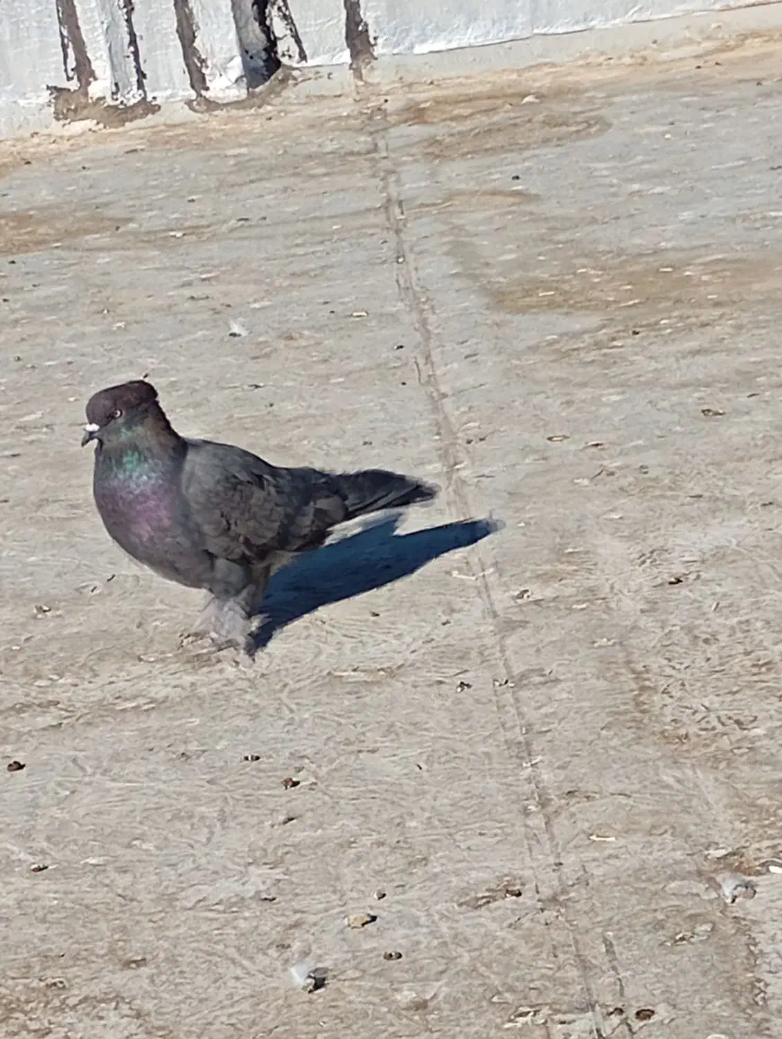 کبوتر فروشی|پرنده|بکتاش, |دیوار