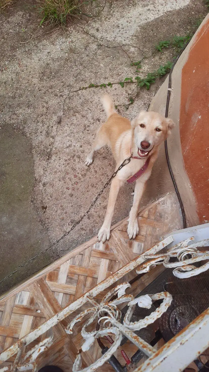 واگذاری سگ رایگان|سگ|ماسال, |دیوار