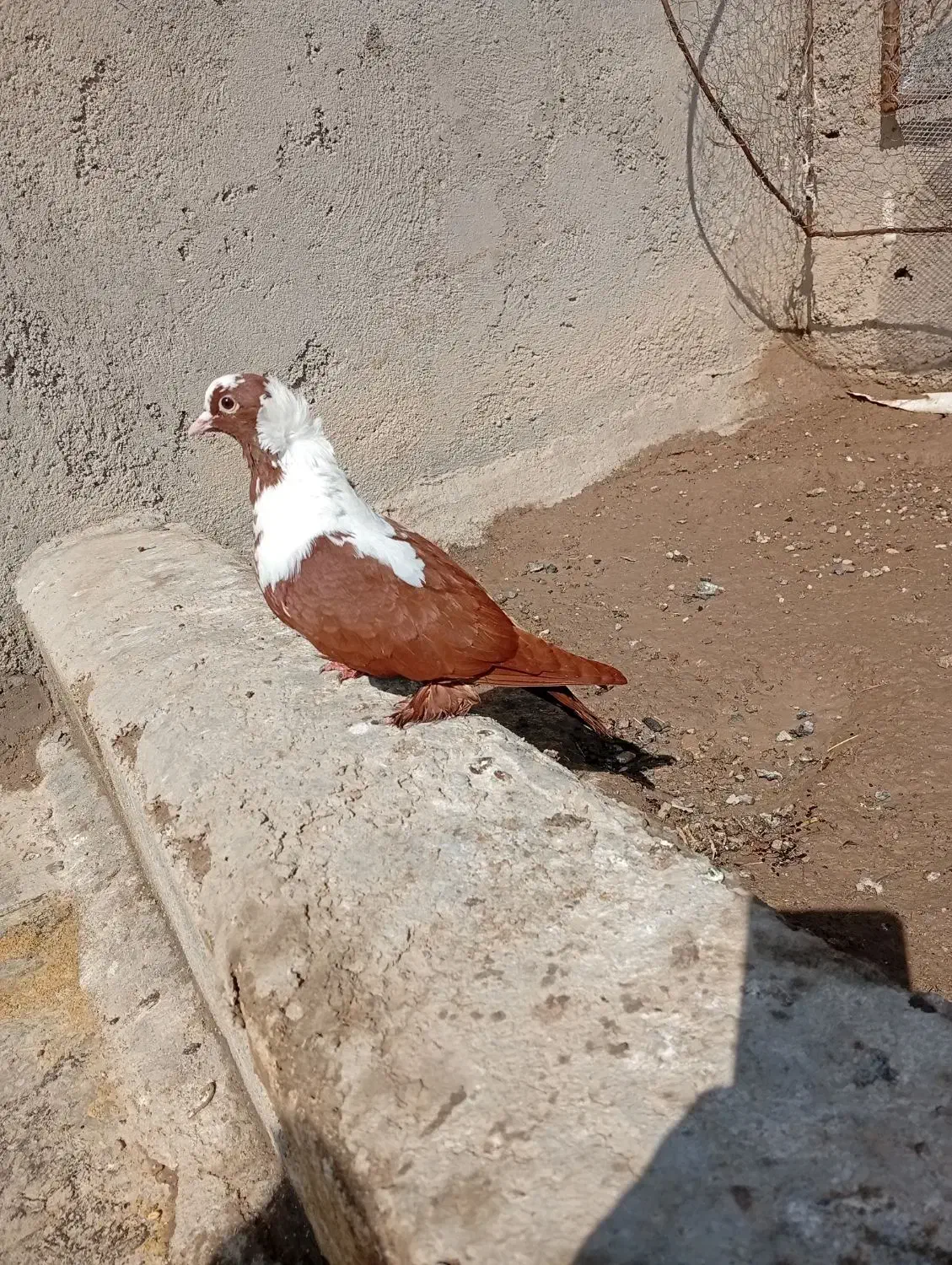 ککیلی ماده|پرنده|اردبیل, |دیوار