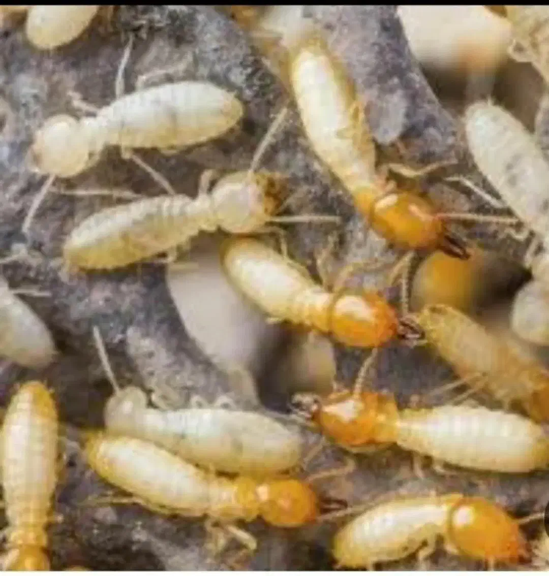 سمپاشی منازل|خدمات نظافت|ایوان, |دیوار