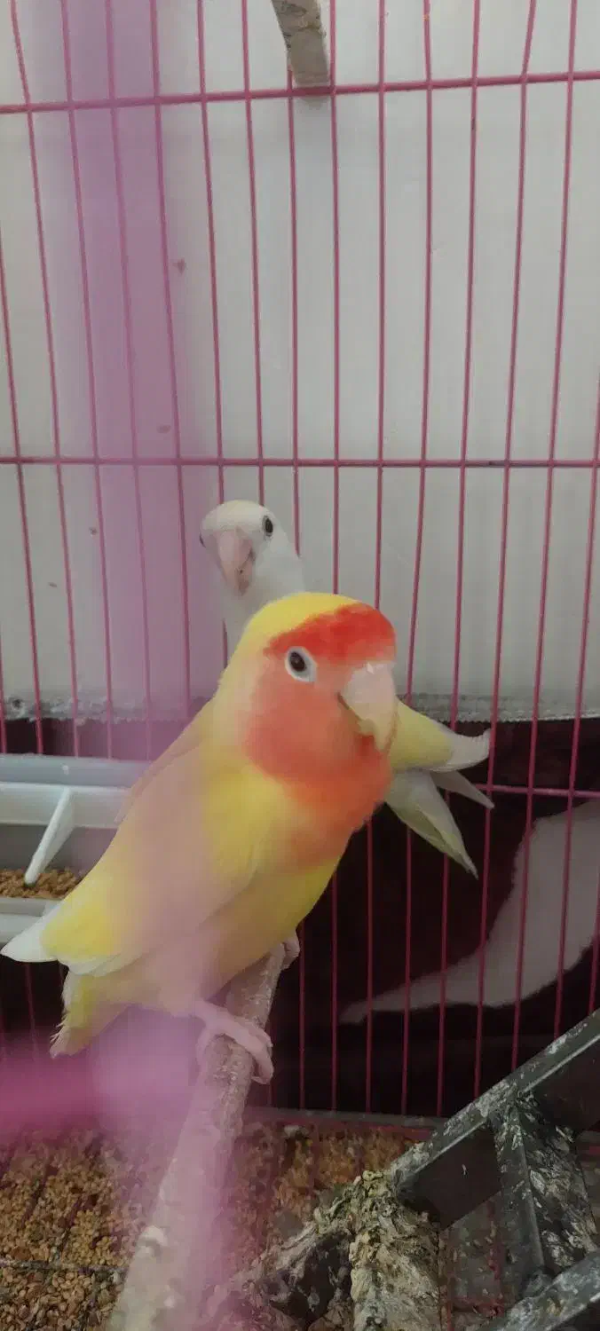 کوتله برزیلی|پرنده|آذرشهر, |دیوار