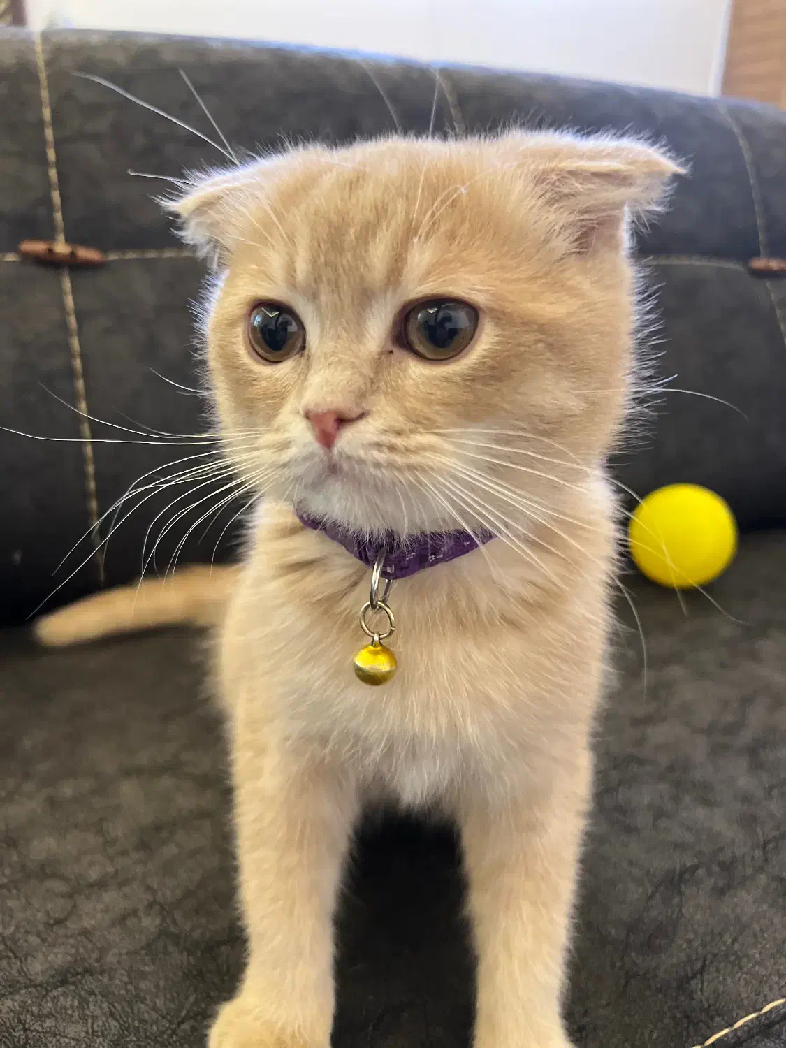 بچه گربه ۴ ماهه اسکاتییش زیبا|گربه|قم, مهدیه|دیوار