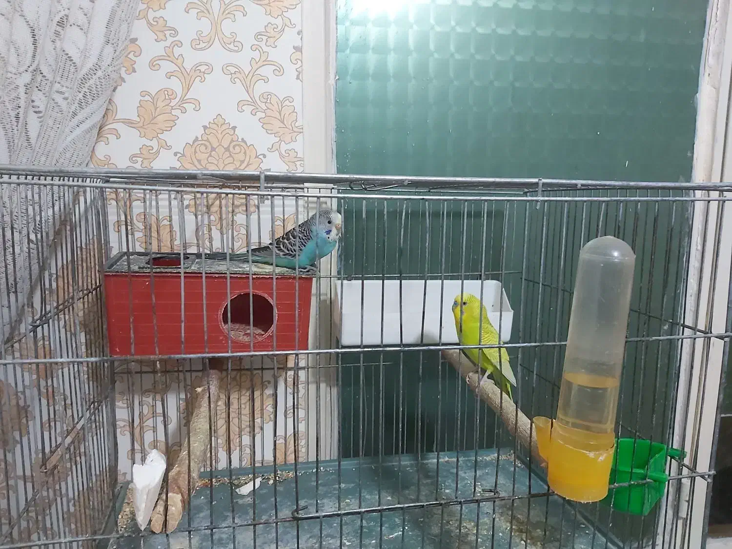 عروس هلندی.مرغ عشق،|پرنده|کرج, گلشهر|دیوار