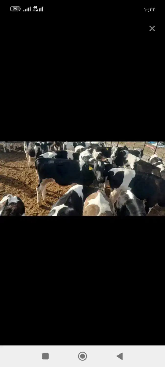 کار گر ساده برای کار در گاو داری|استخدام سرایداری و نظافت|فریمان, |دیوار