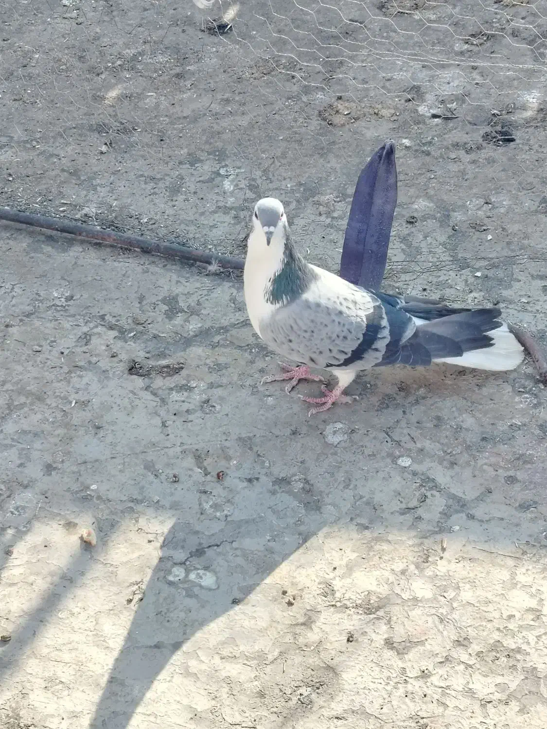 دمگیر|پرنده|اصفهان, شاهد|دیوار