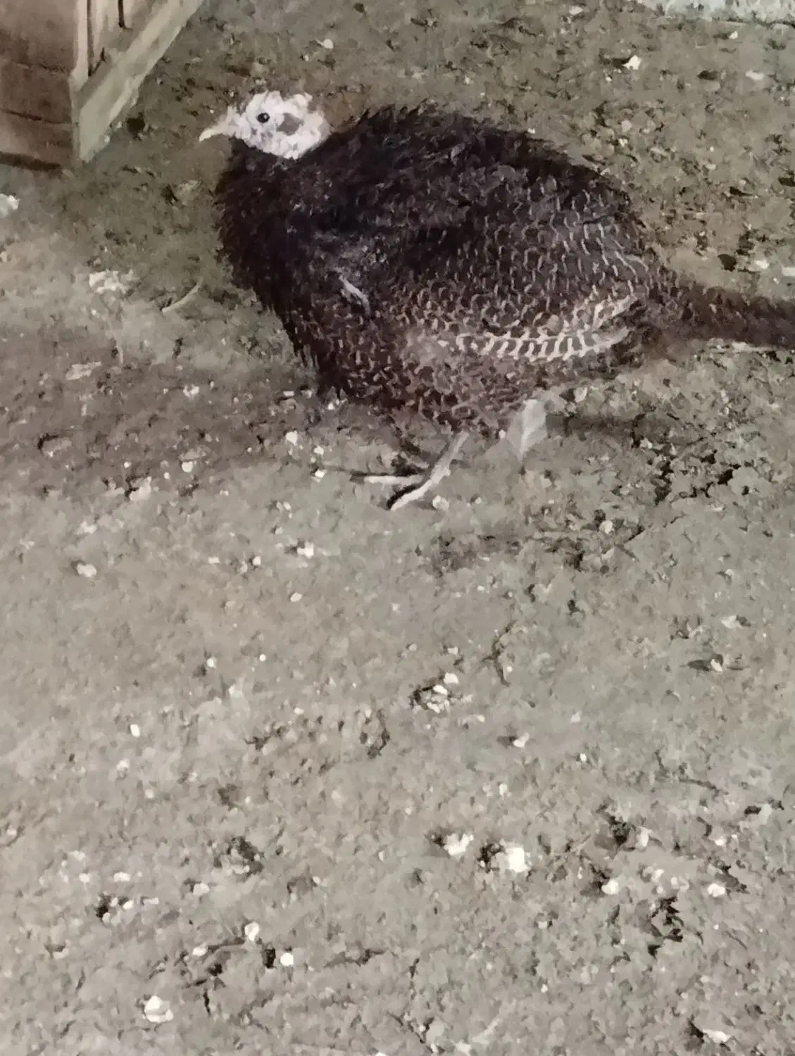 اردک خارجی .بوقلمون . قره قا. وول.خروس برهما|حیوانات مزرعه|قائمشهر, |دیوار