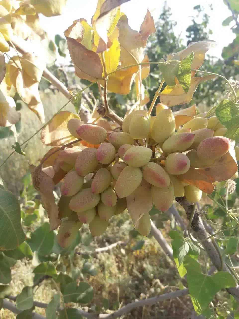 سلام ملک کشاورزی صنعتی کارگاهی قنوات|فروش دفتر صنعتی، کشاورزی، تجاری|قنوات, |دیوار