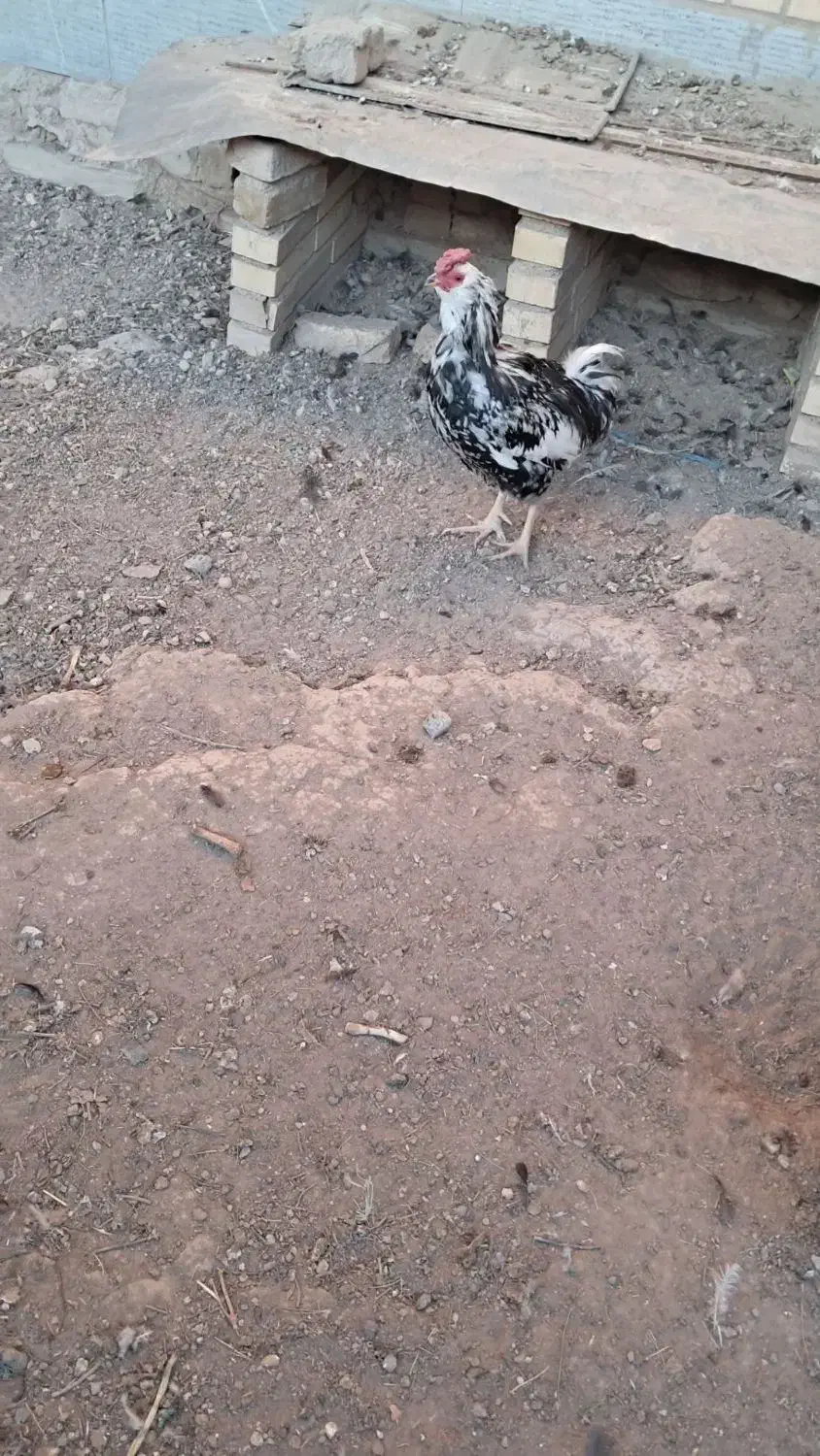 خروس گلین|حیوانات مزرعه|شهریار, کرد امیر|دیوار