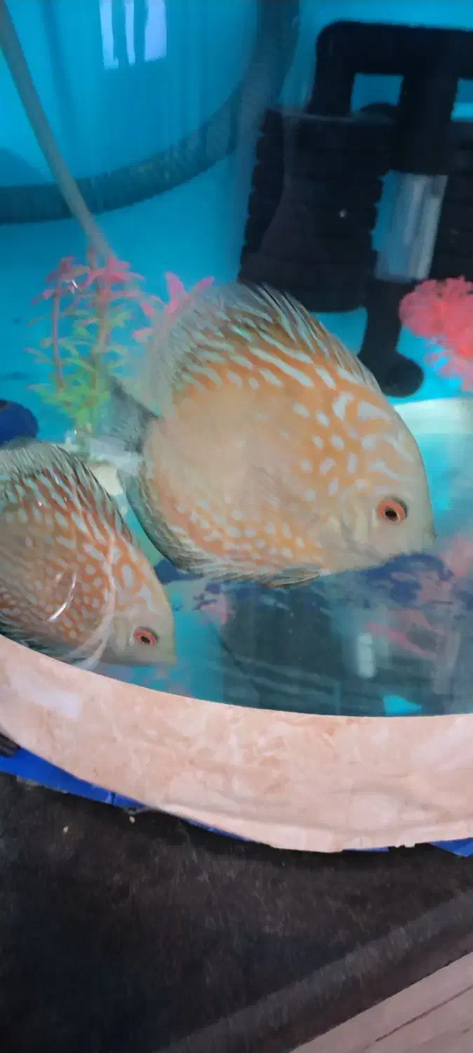 آکواریوم شیشه خم|ماهی|کرمانشاه, |دیوار