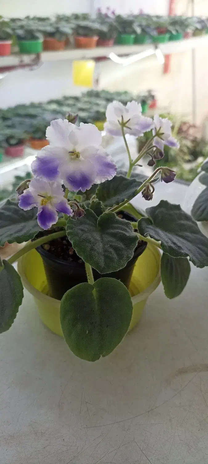 فروش بنفشه آفریقایی عمده و خرده 70ت|گل و گیاه طبیعی|مشگین شهر, |دیوار