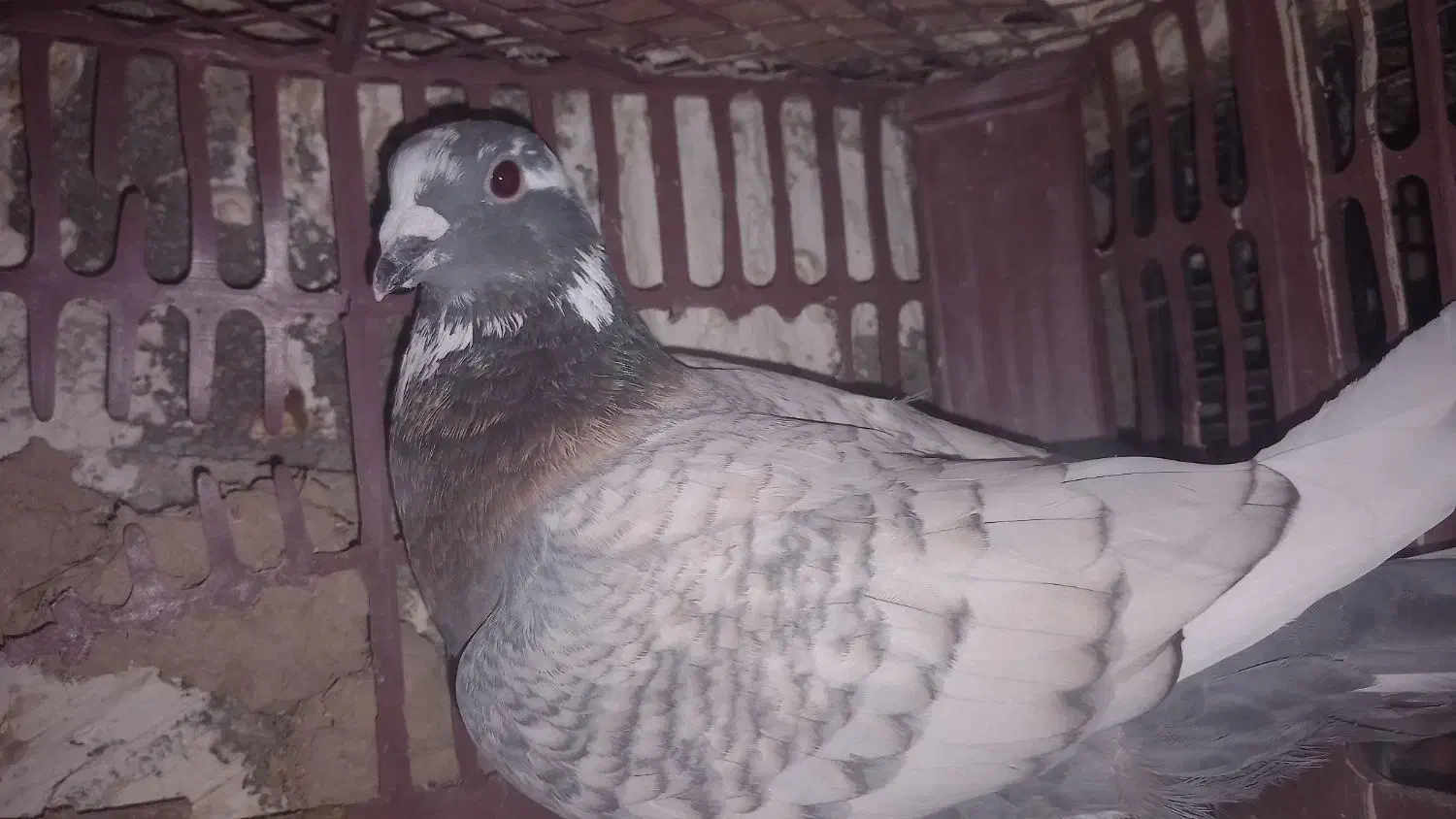 پرنده|پرنده|دوزین, |دیوار