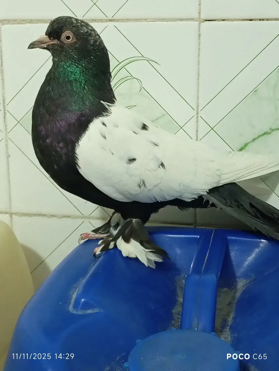 سینه سیاه|پرنده|خاش, |دیوار