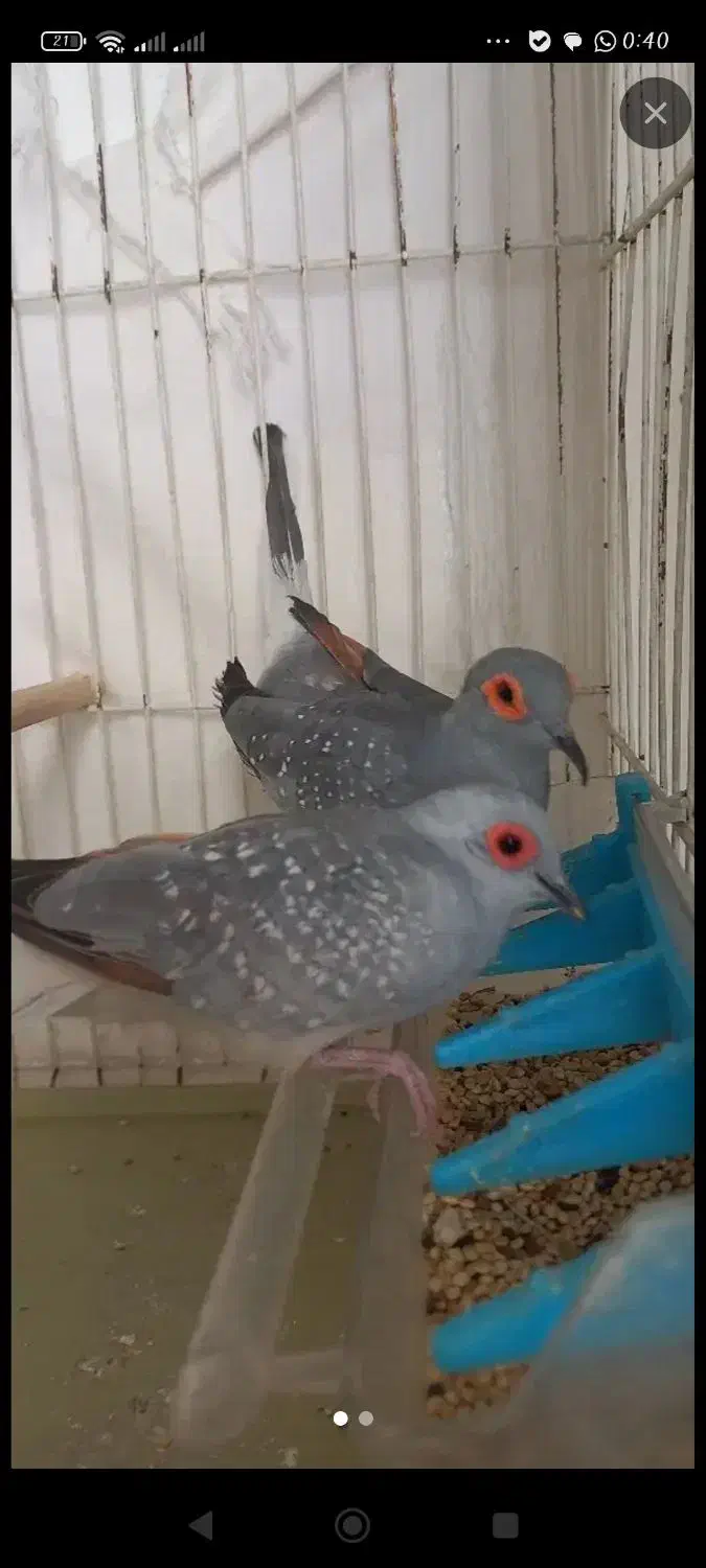 یاکریم   (گمشده)|حیوانات|بم, |دیوار