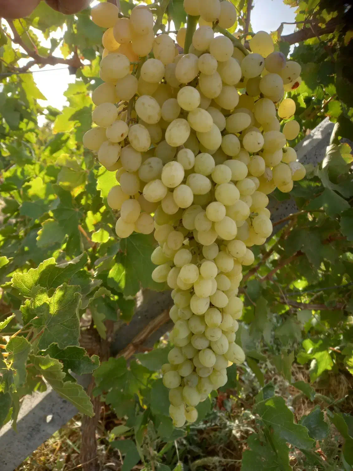 زمین حاصلخیز|فروش دفتر صنعتی، کشاورزی، تجاری|شال, |دیوار