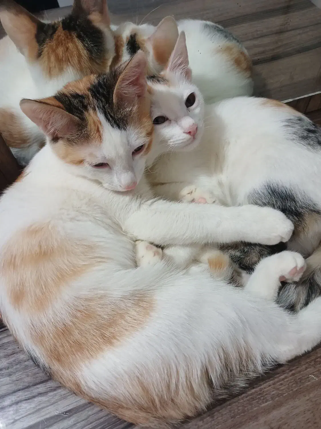 گربه ی گم شده|حیوانات|رشت, حمیدیان|دیوار