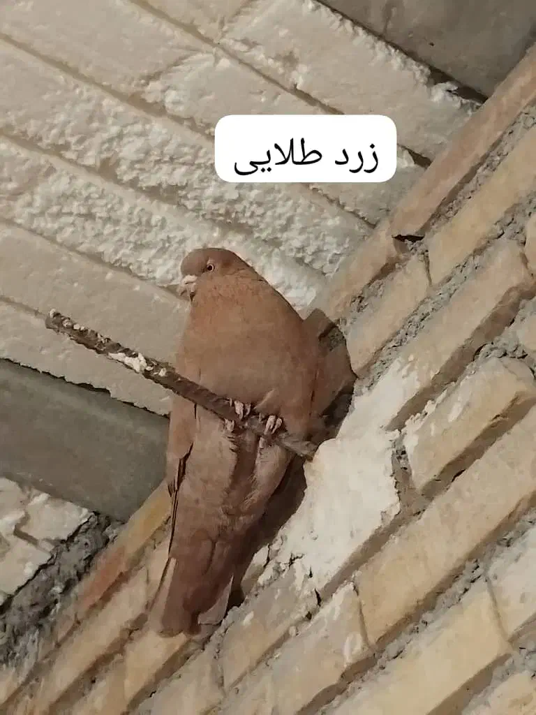 کفترپرشی ساعتی بلندگیر|پرنده|حمیدیه, |دیوار