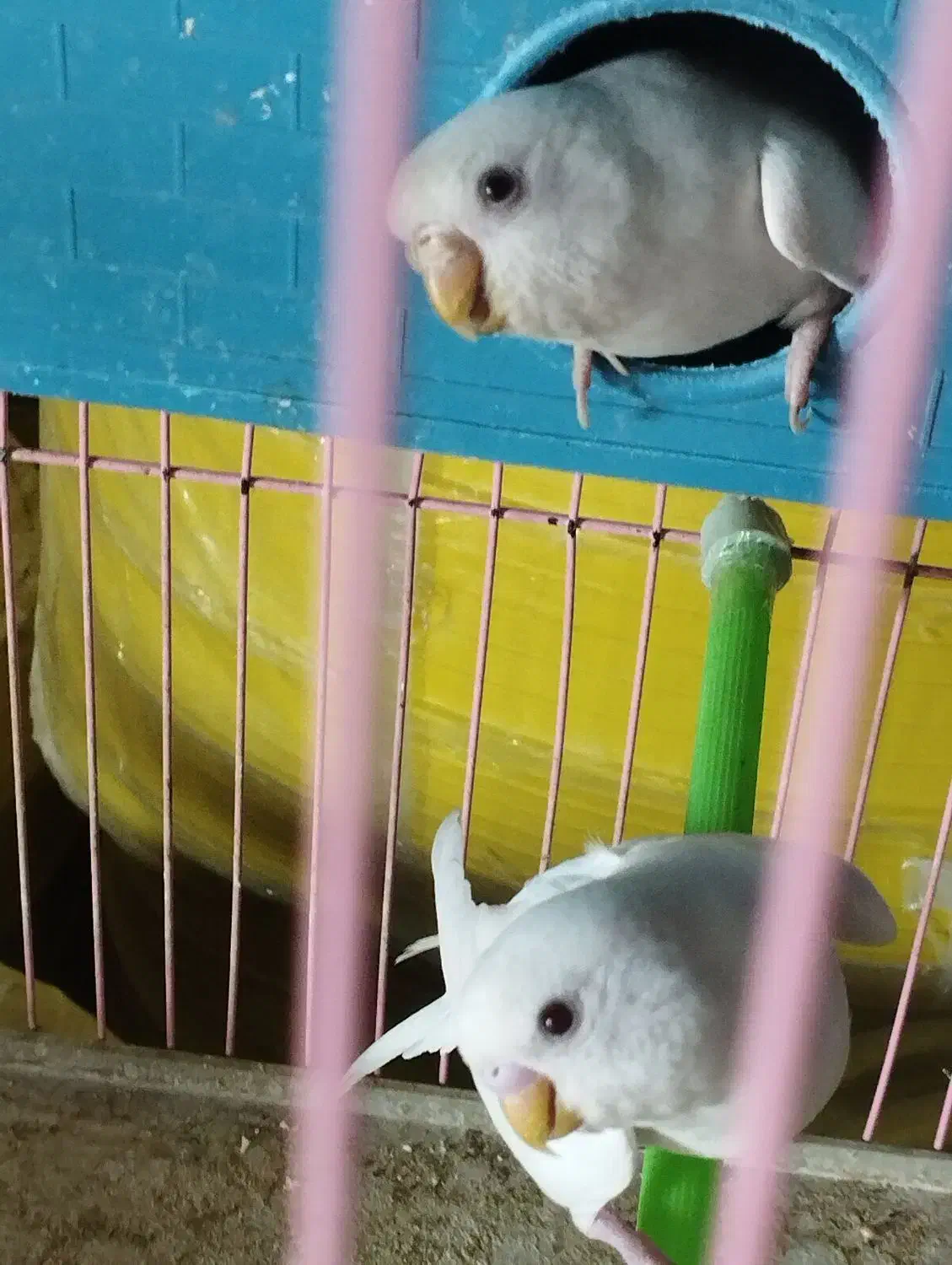 مرغ عشق ، جفتی ، مولد|پرنده|شیراز, شهرک مخابرات|دیوار