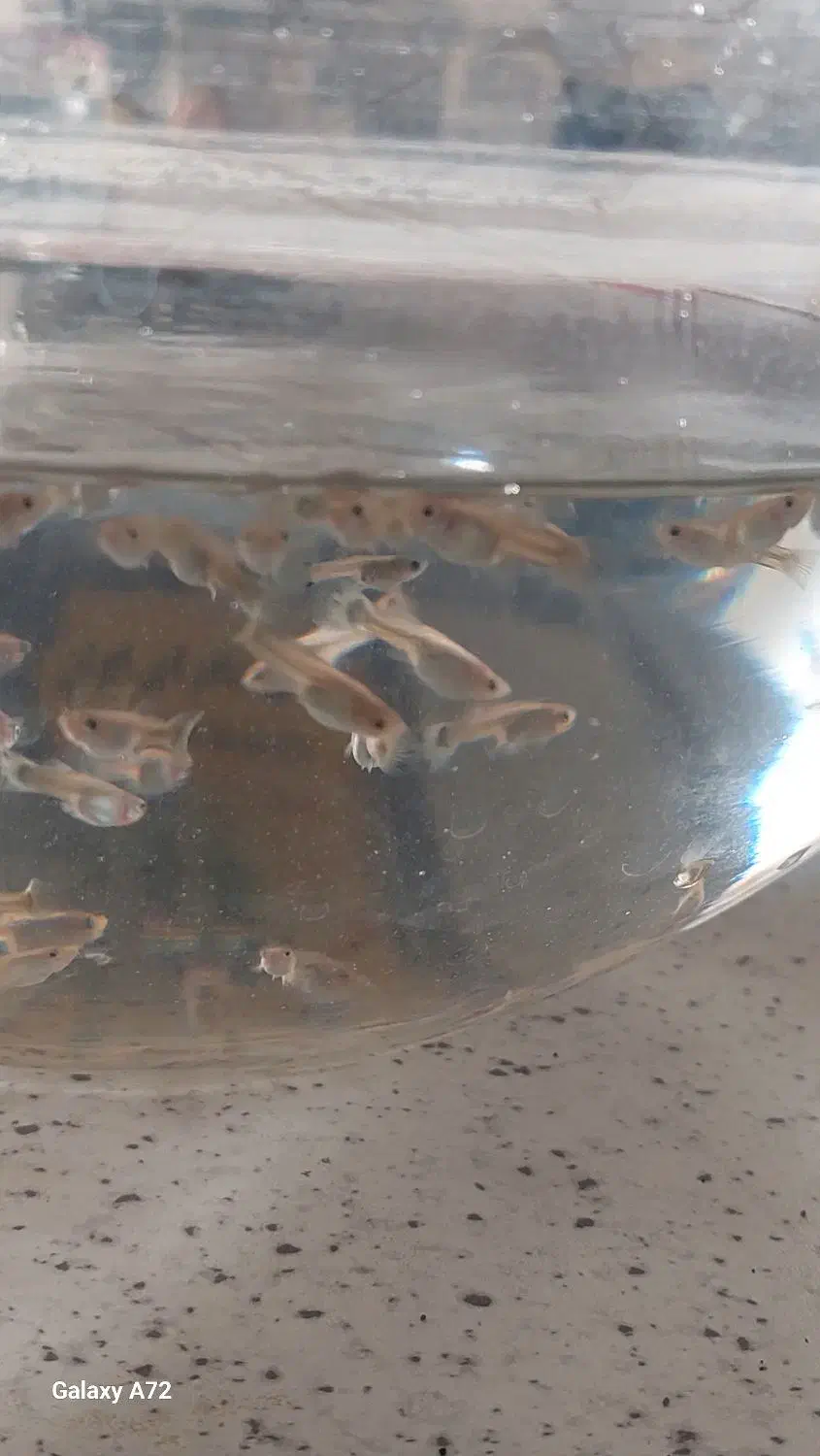 ماهی گوپی|ماهی|تهران, بهداشت|دیوار