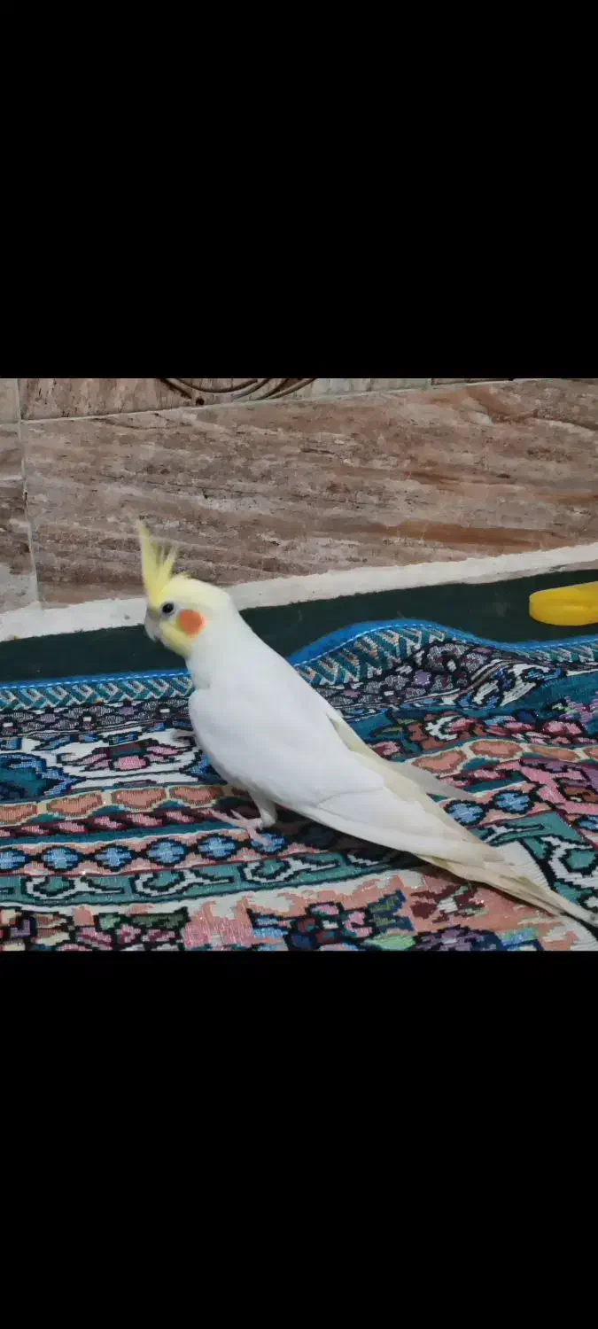 عروس هلندی|پرنده|شادگان, |دیوار