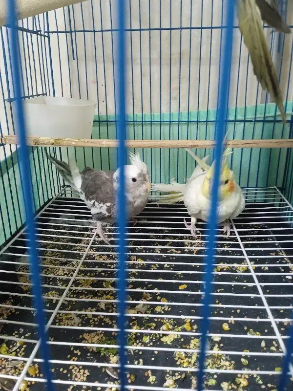 عروس هلندی ۳ عدد|پرنده|ارومیه, |دیوار