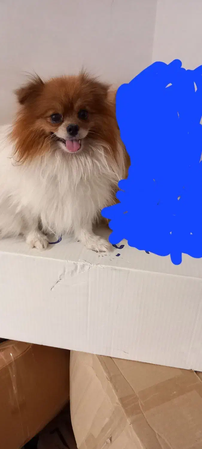 سلام دوست عزیز سگم گمشده|حیوانات|آبادان, |دیوار