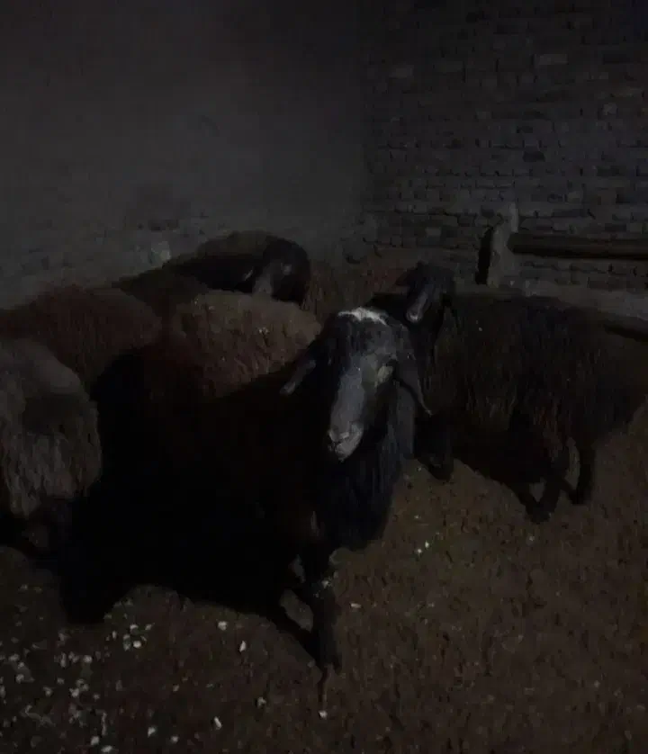 بره نر چاق|حیوانات مزرعه|ماهدشت, |دیوار