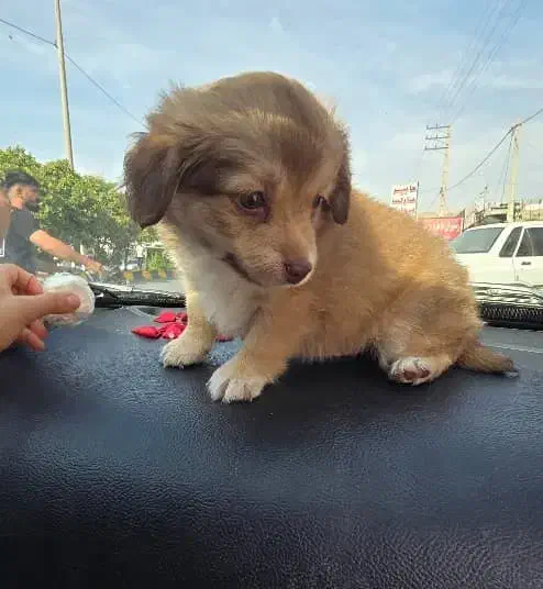 توله سگ نژاد شیتزو|سگ|بندر ماهشهر, |دیوار