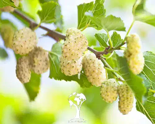 شیره توت سفیدخانگی خالص|خوردنی و آشامیدنی|قمصر, |دیوار