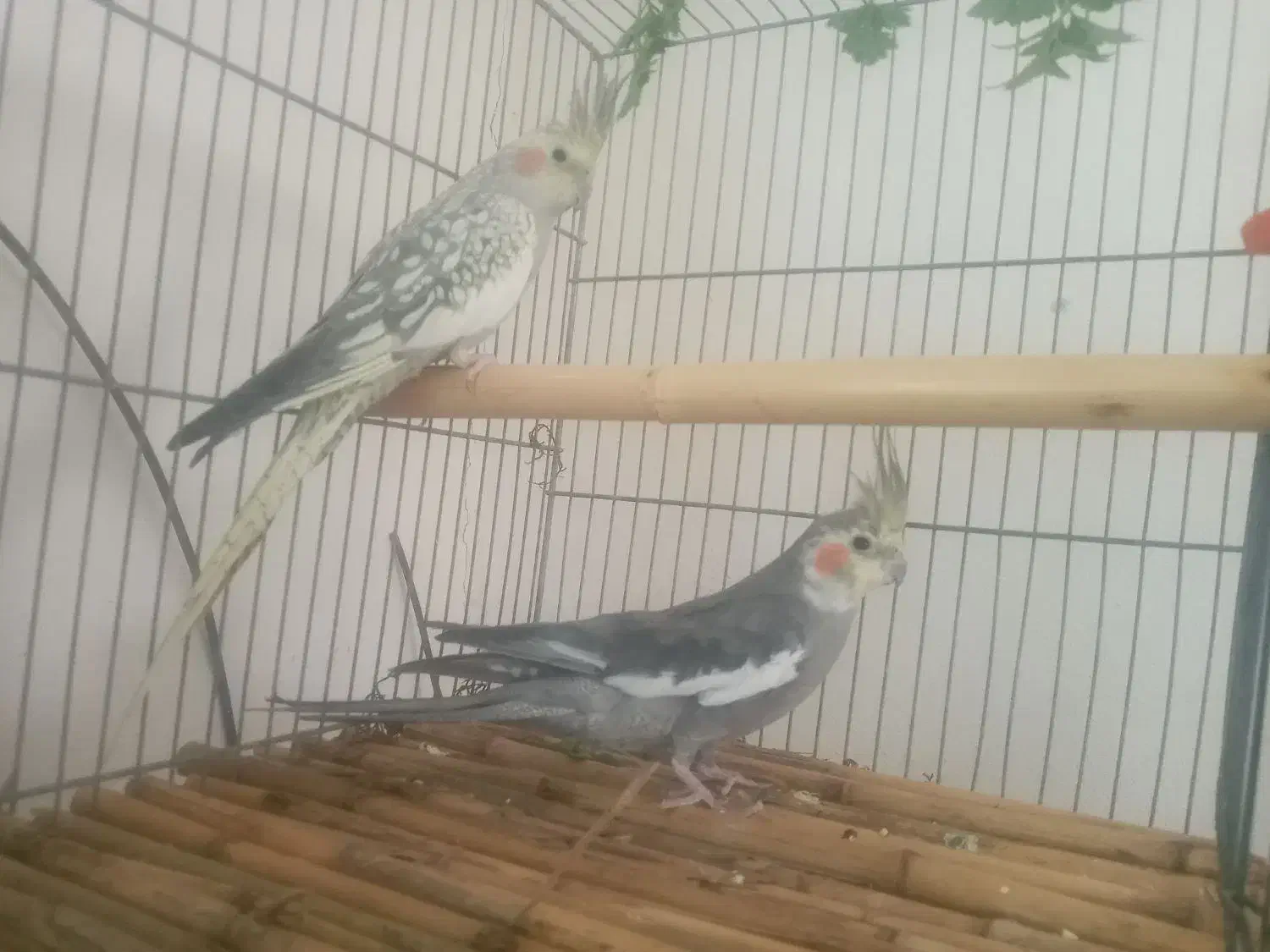 عروس هلنلدی ماده سینامون|پرنده|محلات, |دیوار