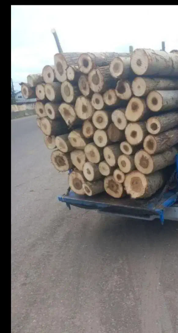 خرید چوب ودرخت|خدمات باغبانی و درختکاری|زنجان, |دیوار