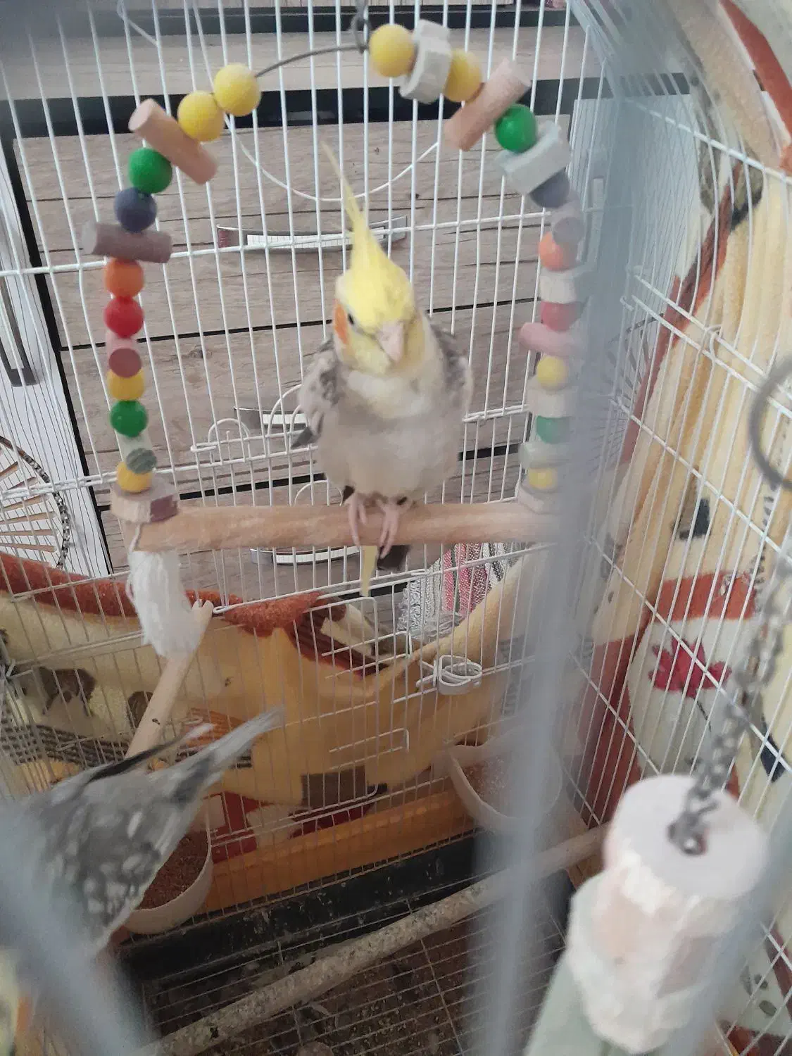 عروس هلندی|پرنده|ری, هاشم‌آباد|دیوار