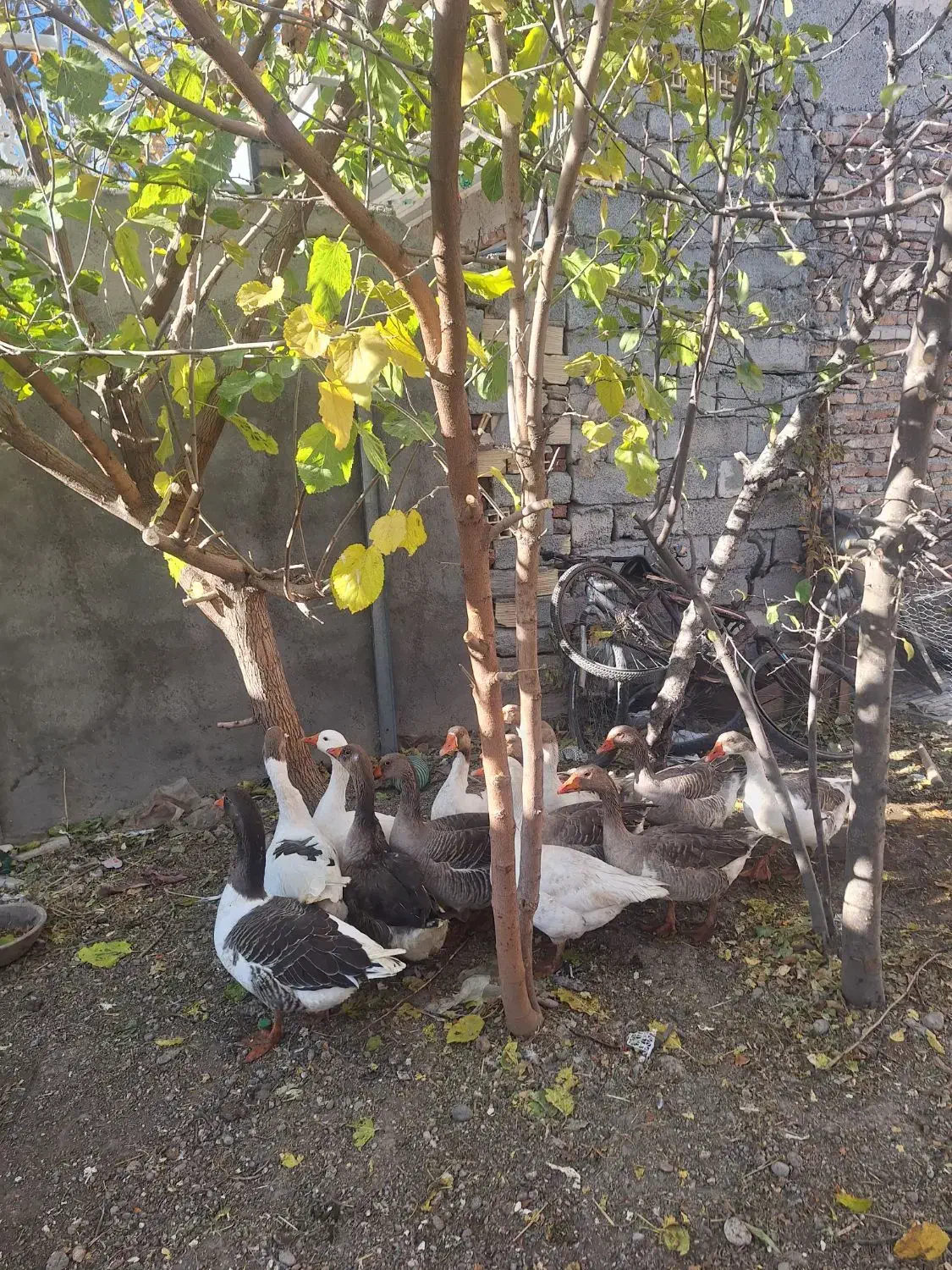 غاز ارگانیک|حیوانات مزرعه|اردبیل, |دیوار