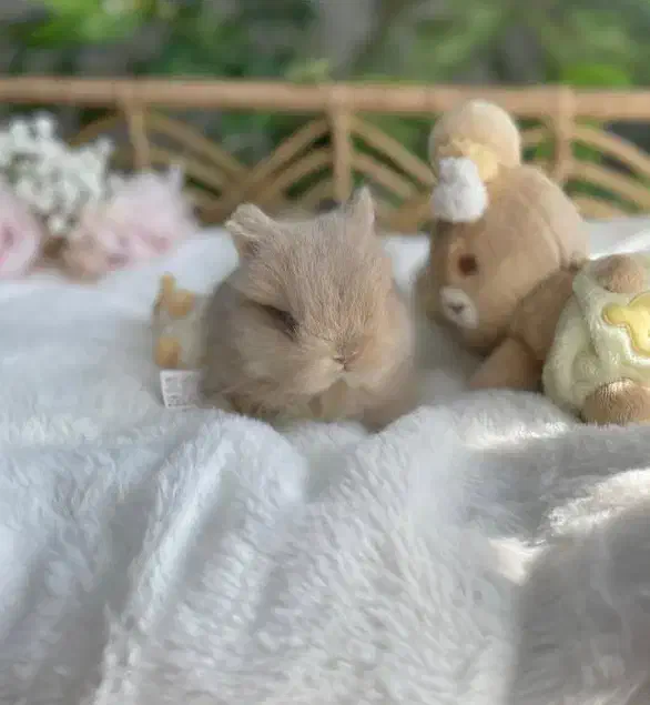 وودی|موش و خرگوش|اصفهان, باغ دریاچه|دیوار