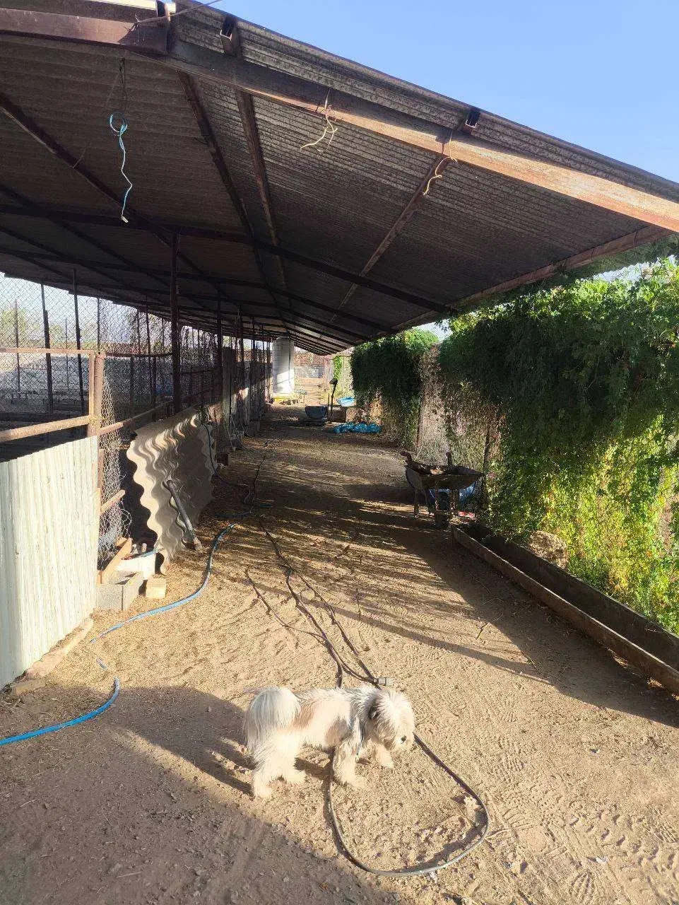 فروش دامداری مجهز و فعال در ابوزیدآباد با امکانات|فروش دفتر صنعتی، کشاورزی، تجاری|کویرات, |دیوار