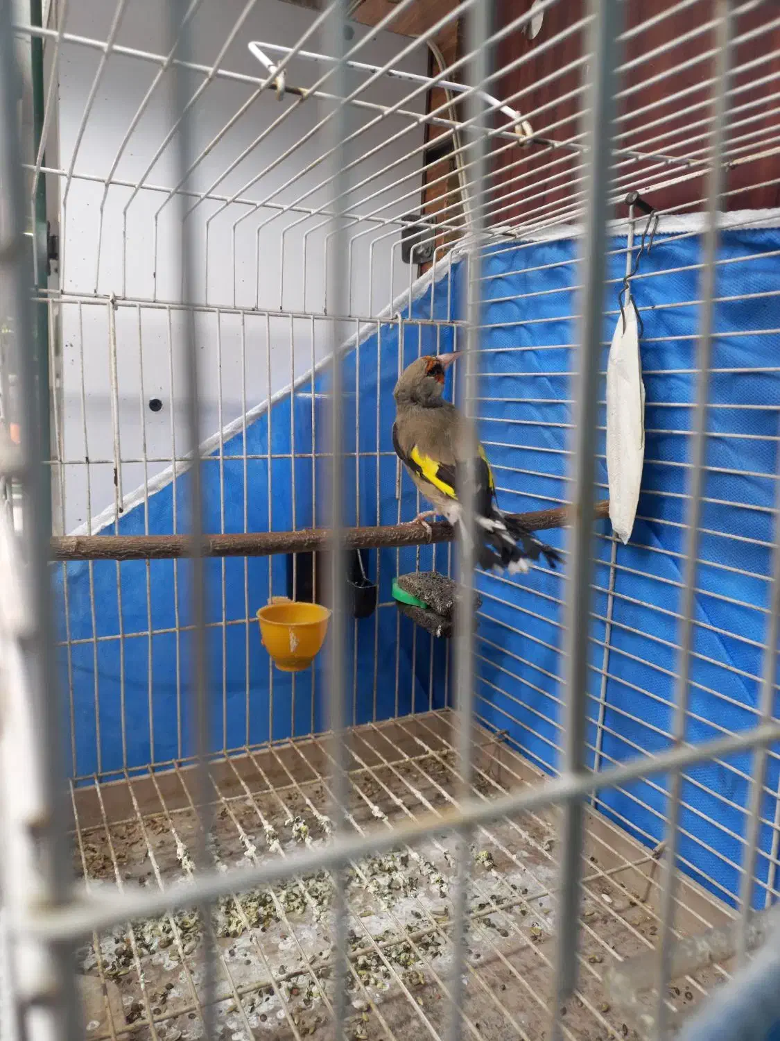 سهره کرمونی دو رگ ، قفس|پرنده|مشهد, شفا|دیوار