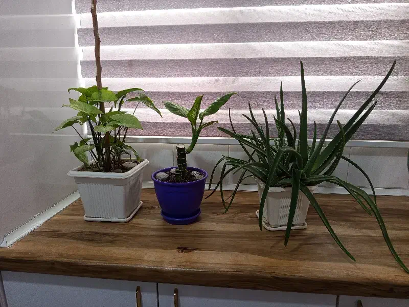 گل های آپارتمانی|گل و گیاه طبیعی|رباط‌کریم, مسکن مهر آبشناسان|دیوار