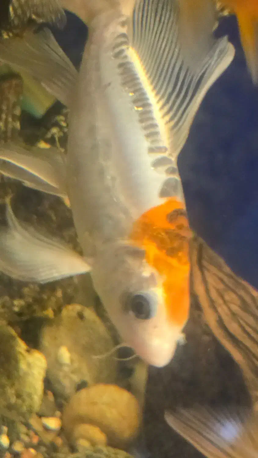 ماهی نژاد کوی|ماهی|رشت, پاره بیجار|دیوار