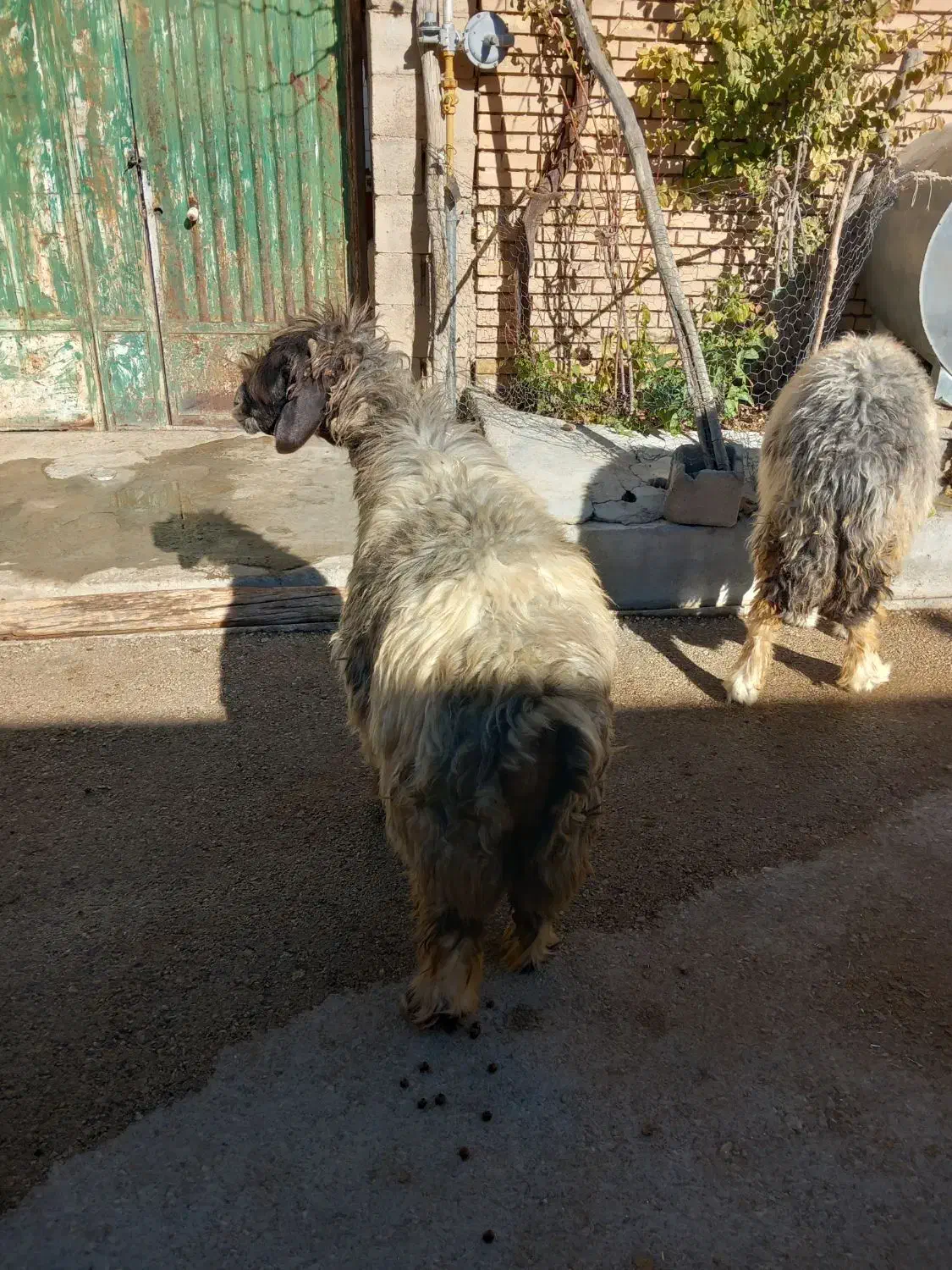 میش بز بره|حیوانات مزرعه|اردل, |دیوار