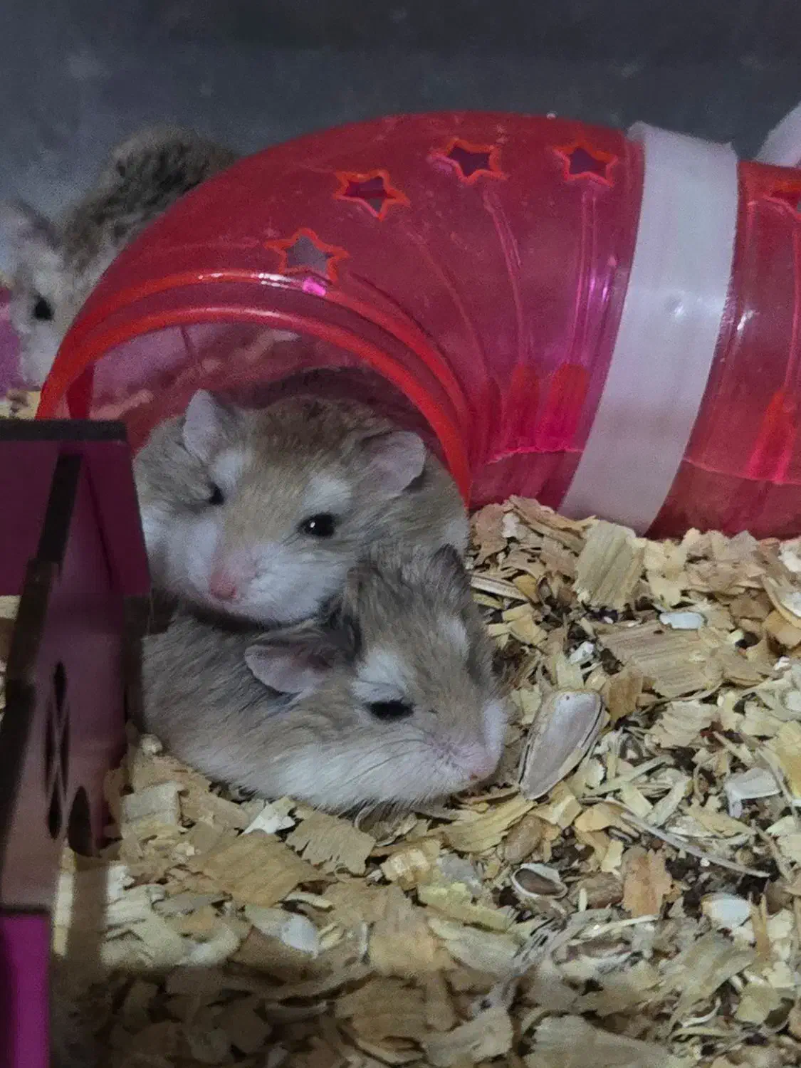 تخفیف ویژه روبروفسکی|موش و خرگوش|تهران, مینی‌سیتی (شهرک نفت)|دیوار