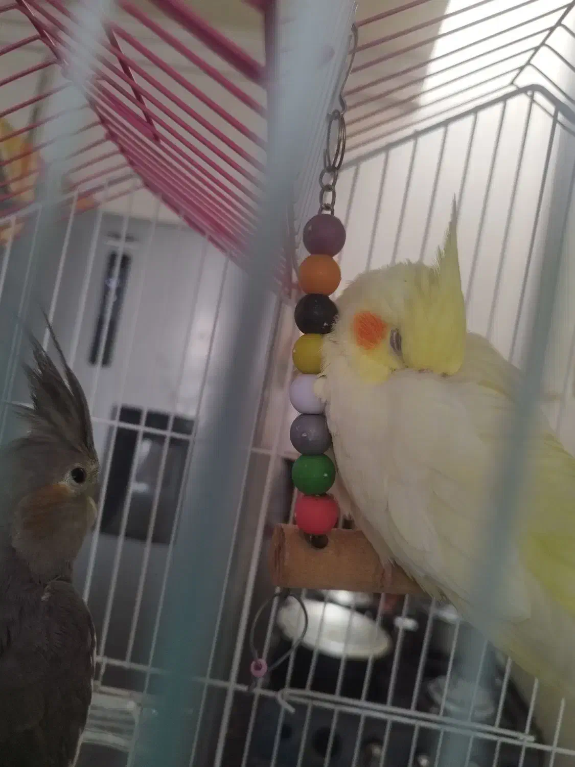 عروس هلندی|پرنده|ارومیه, |دیوار