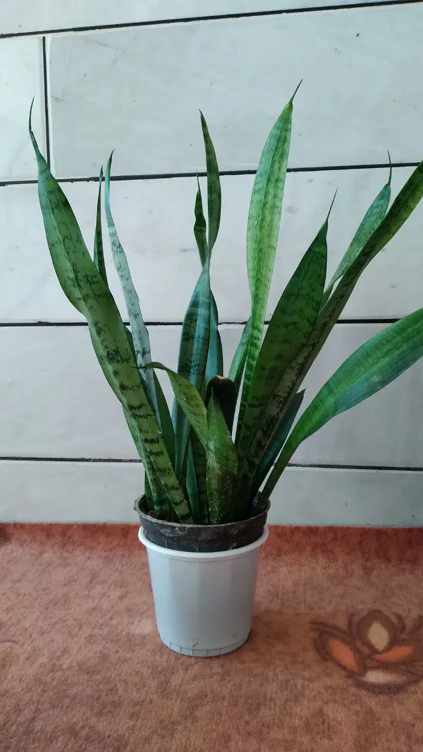 گل های سانسوریا|گل و گیاه طبیعی|ایذه, |دیوار