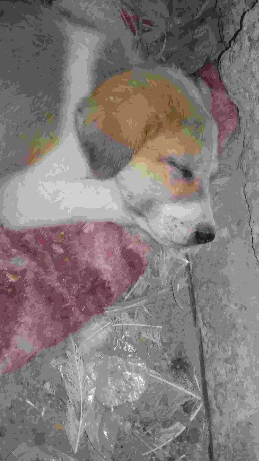 توله زرنگ باهوش اماده برای اموزش|سگ|زابل, |دیوار