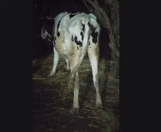 گاو آبستن|حیوانات مزرعه|لیسار, |دیوار